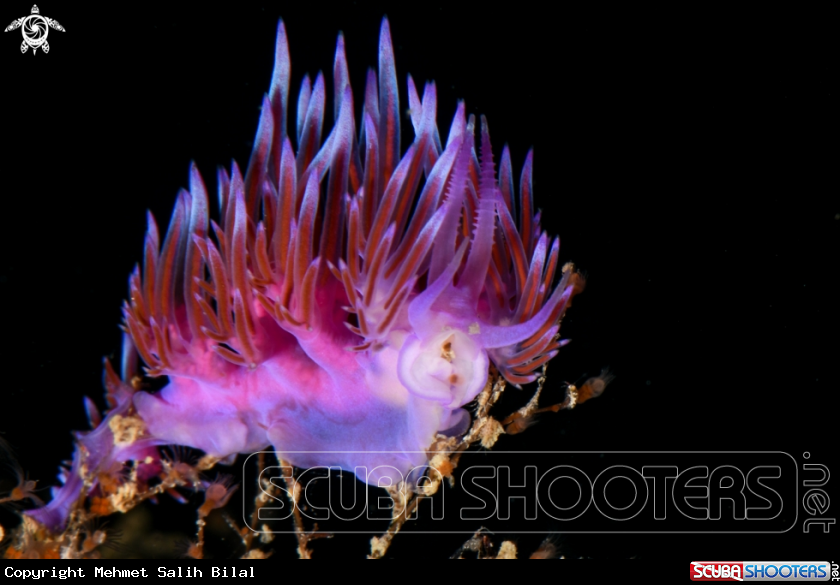 A Flabellina