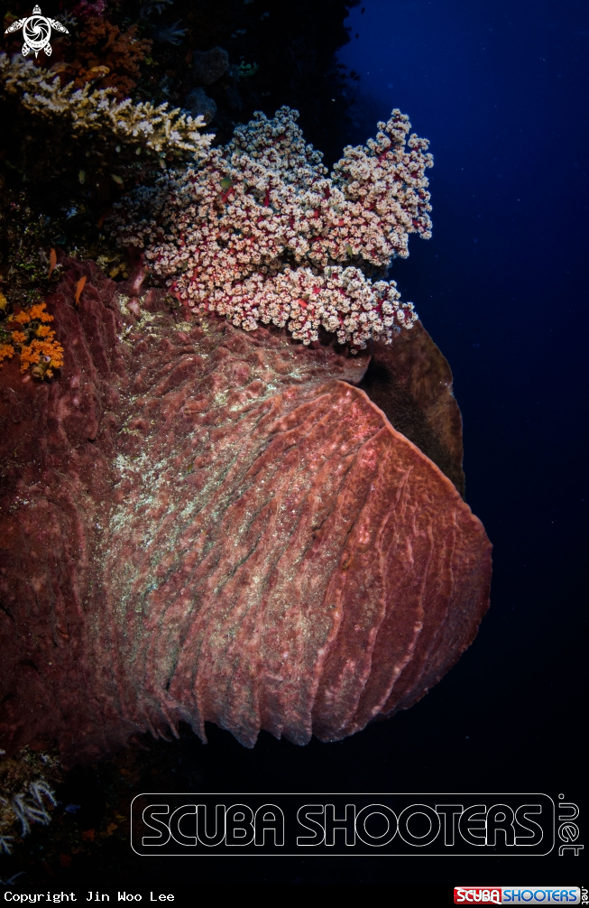 A Giant Barrel Sponge
