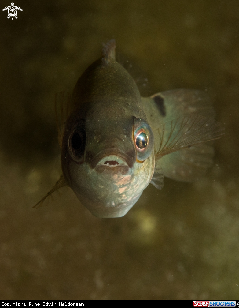 A Goldsinny wrasse