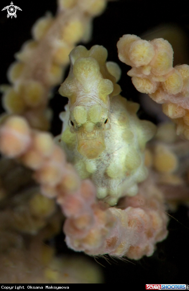 A Pygmy seahorse (Hippocampus bargibanti)