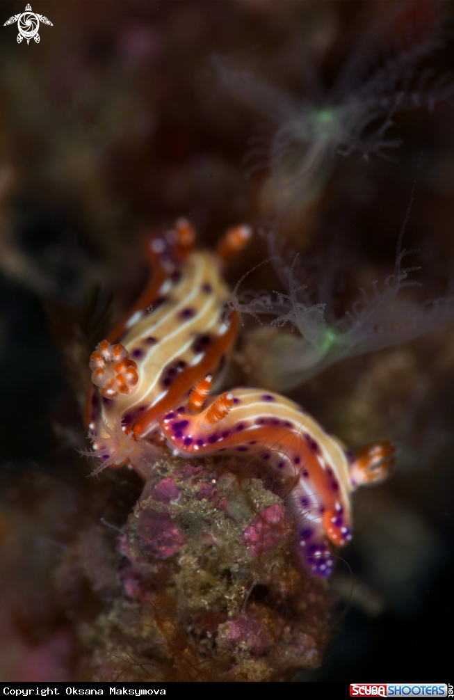 A Nudibranch Hypselodoris maculosa