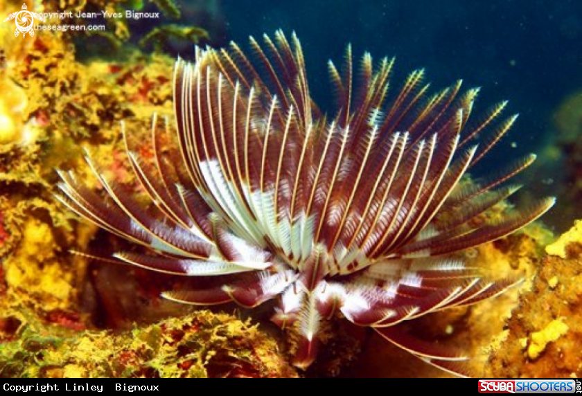 A Tube Coral ,Balaclava,Mauritius