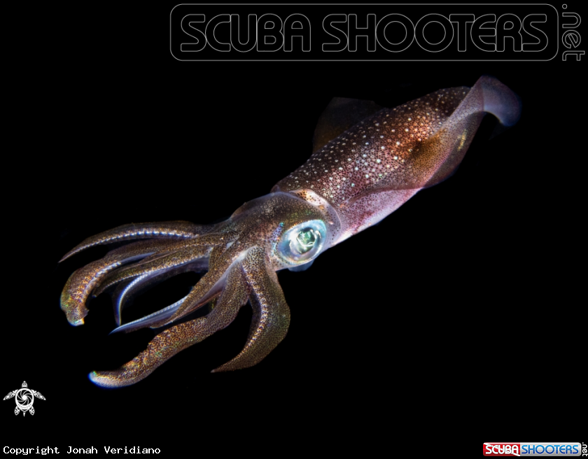 A Bigfin reef squid