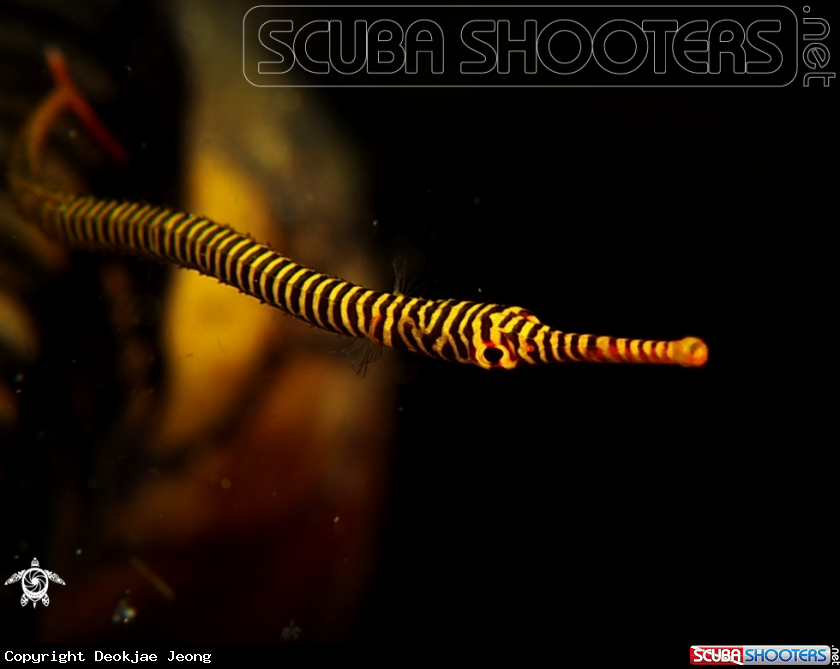A Pipe fish