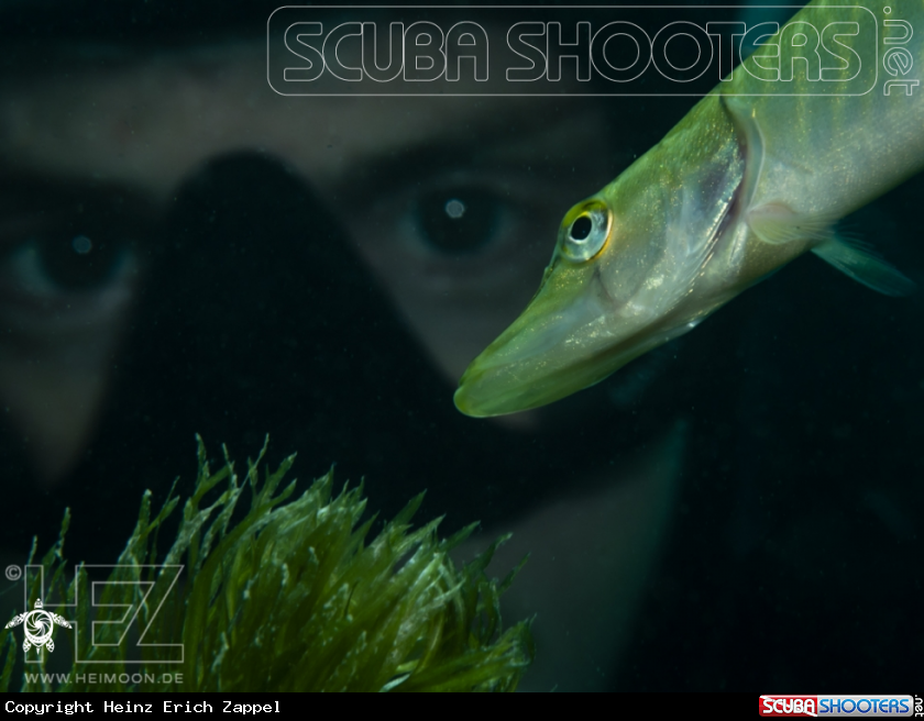 A Small Pike