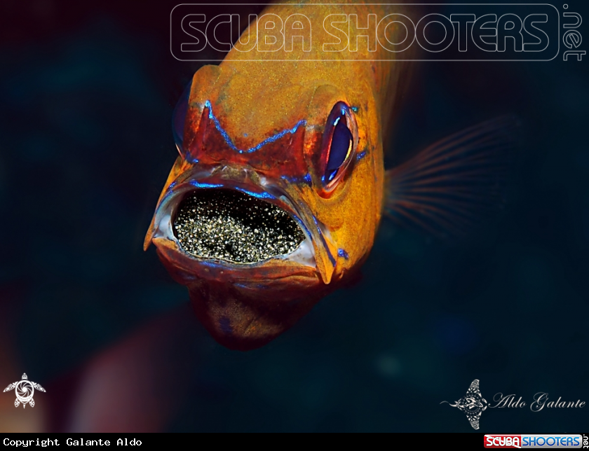 A Ring Tailed Cardinalfish 