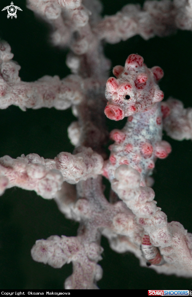 A Pygmy seahorse (Hippocampus bargibanti)