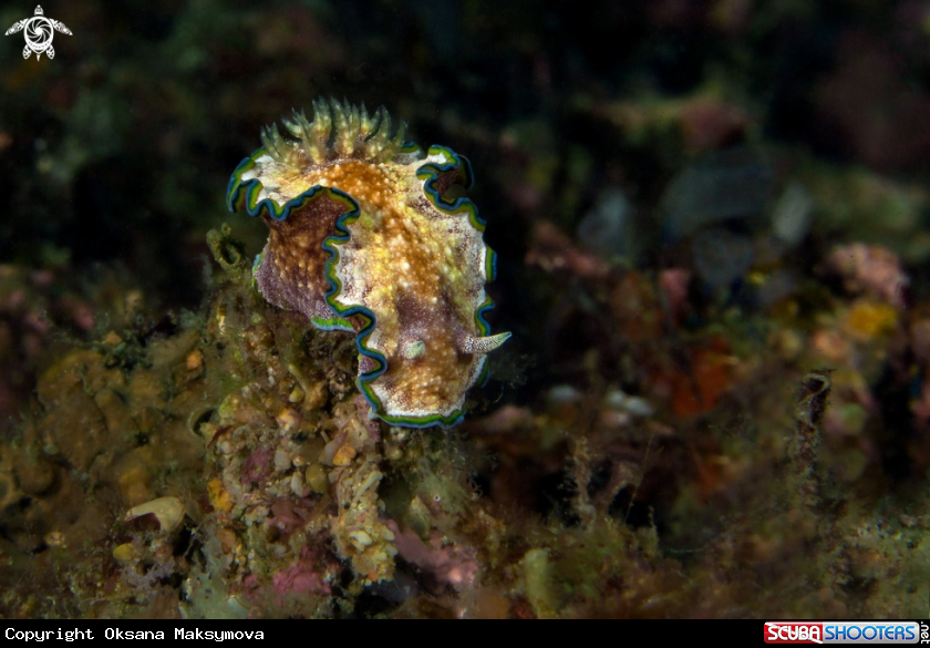 A Nudibranch Glossodoris cf cincta