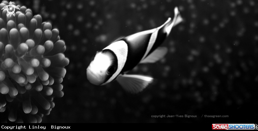 A Clownish in Monochrome,Balaclava 12metres.Mauritius