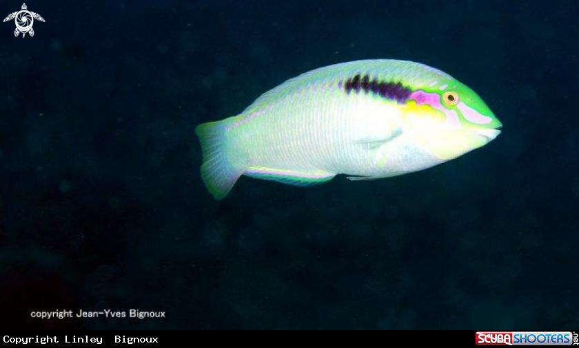 A Mauritius Wrasse 25metres ,Balaclava.Mauritius