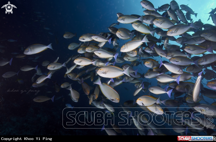 A Surgeonfish