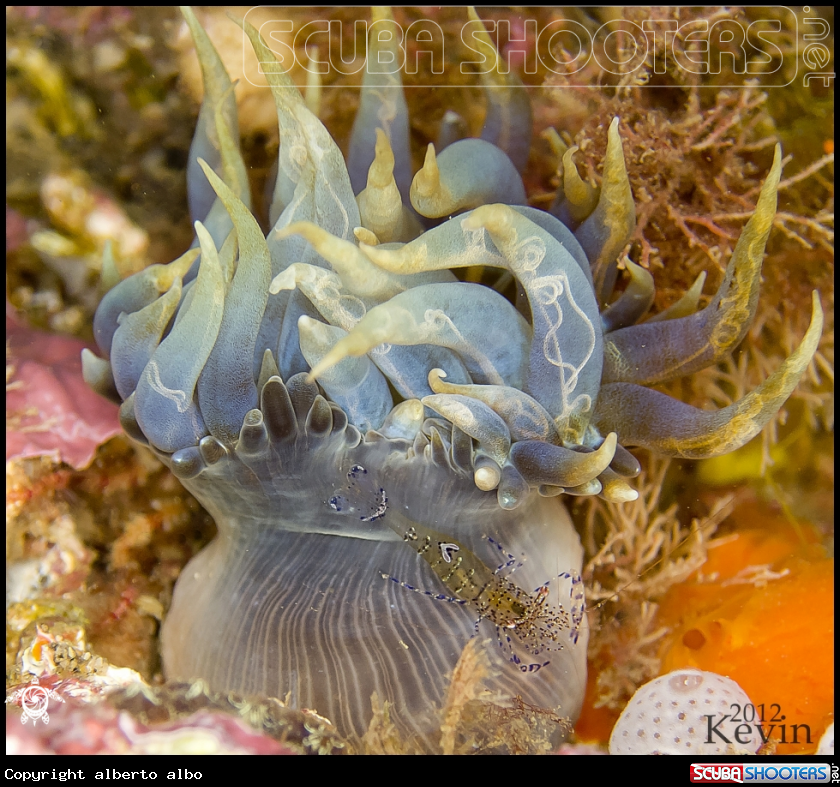 A underwater creature