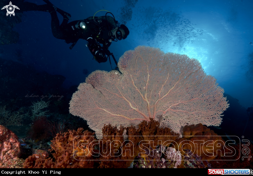 A Sea fan