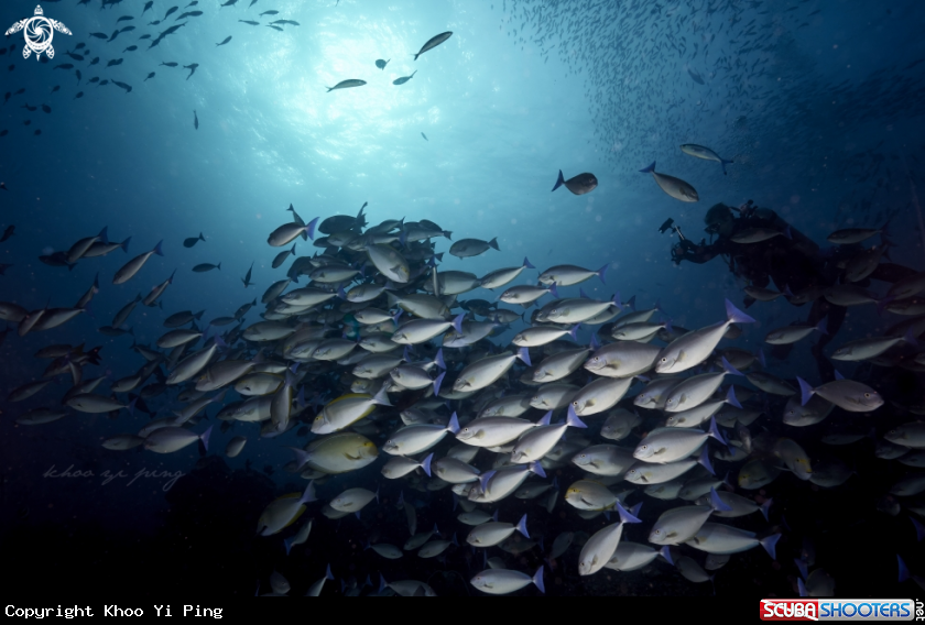 A surgeonfish