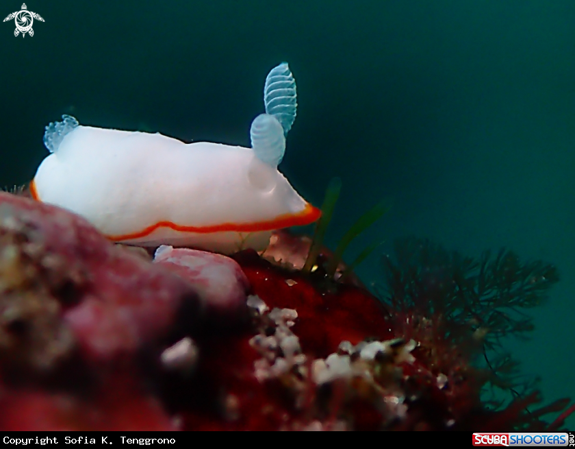 A Nudibranch
