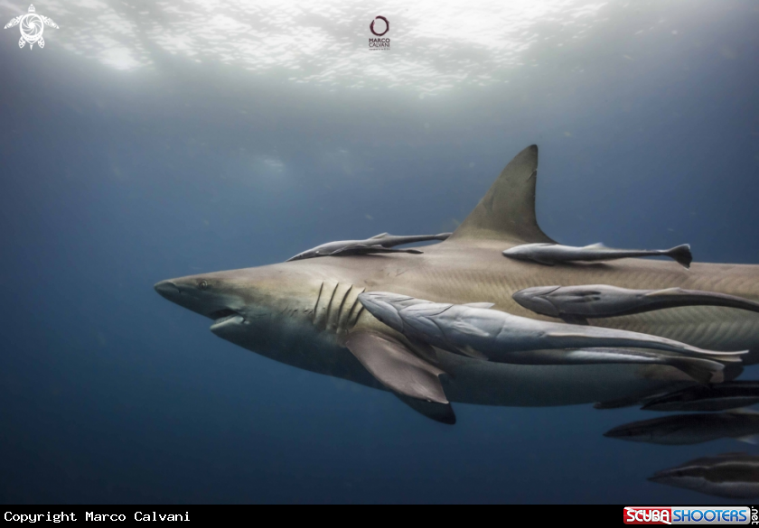 A Black Tip