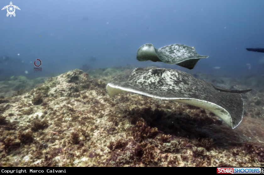 A Marble Ray