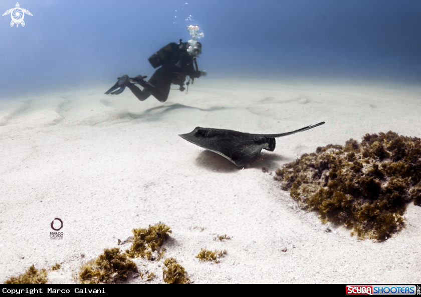 A Stingray