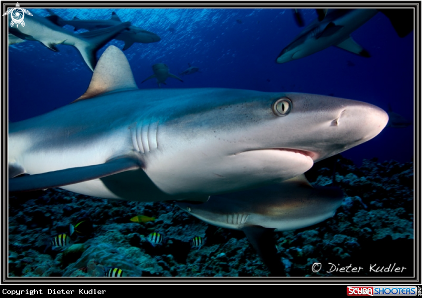 A Sharks