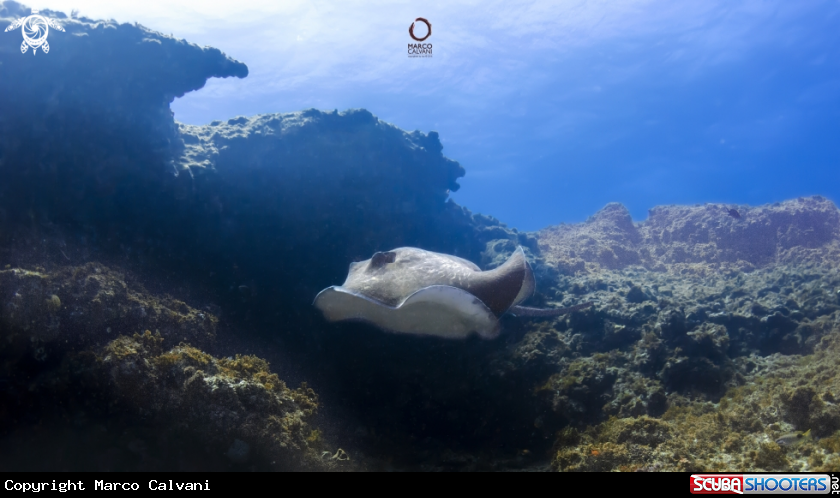 A Marble Ray
