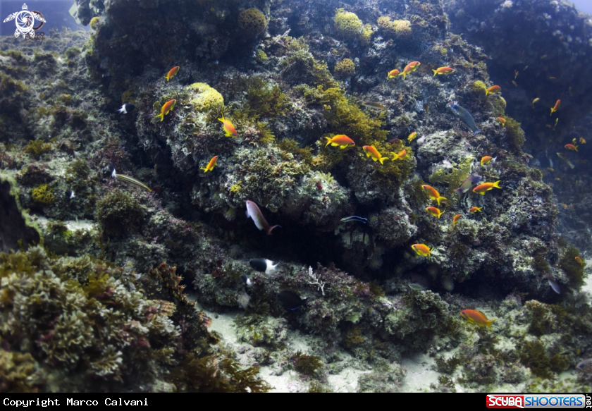 A Reef