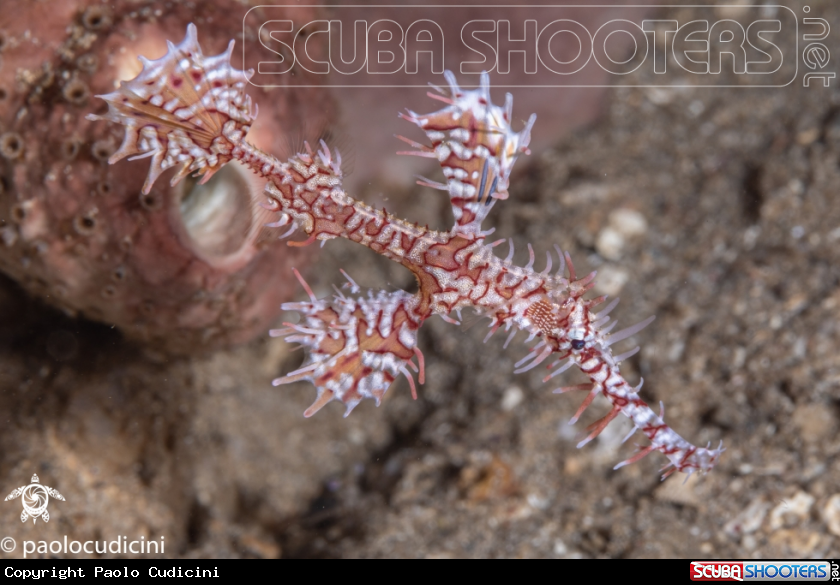 A Ornate Ghost Pipefish. Female variation.