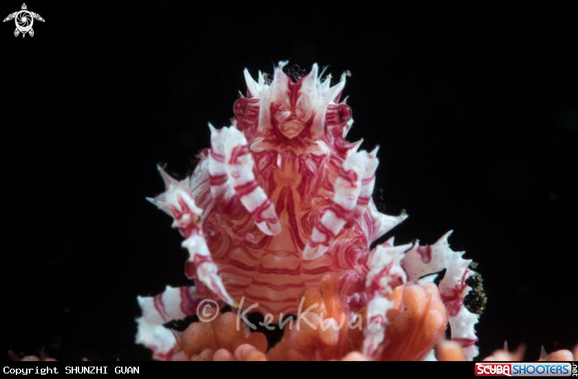 A Candy Crab