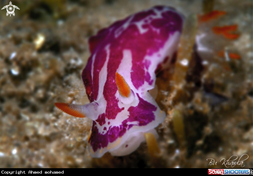 A Nudibranch 