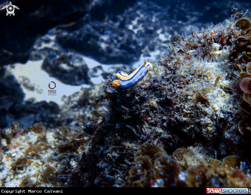 A Nudibranc