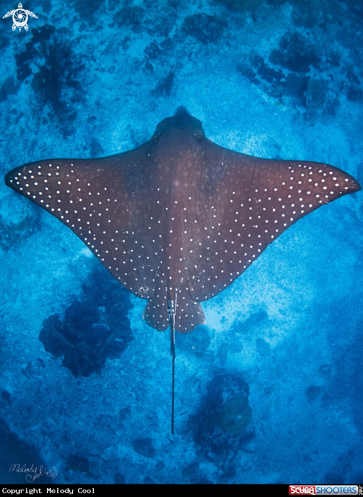 A eagle ray