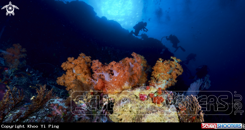A coral reefs