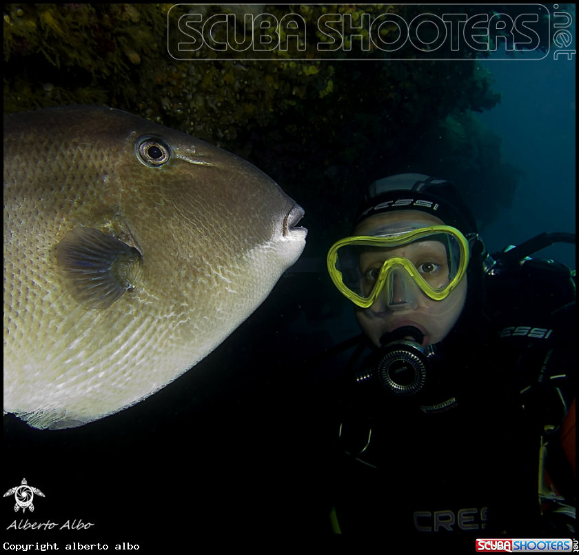 A underwater creature
