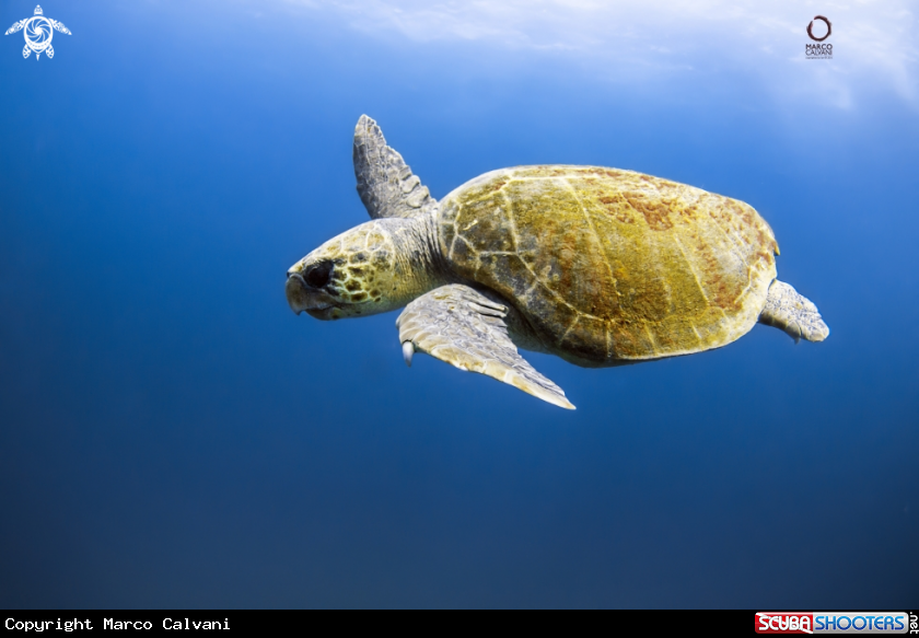 A Caretta Caretta