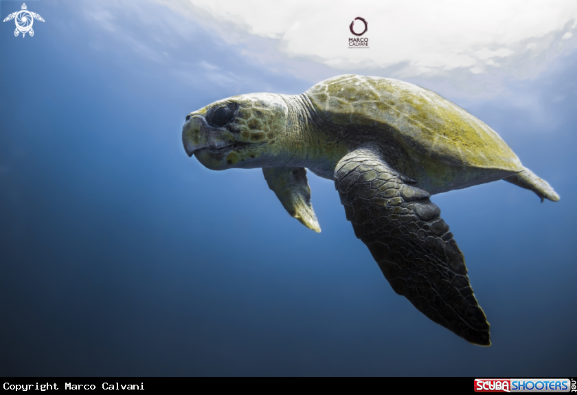 A Caretta Caretta