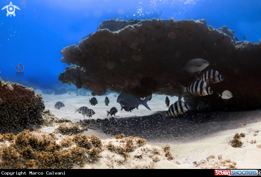 A Aliwal Shoal