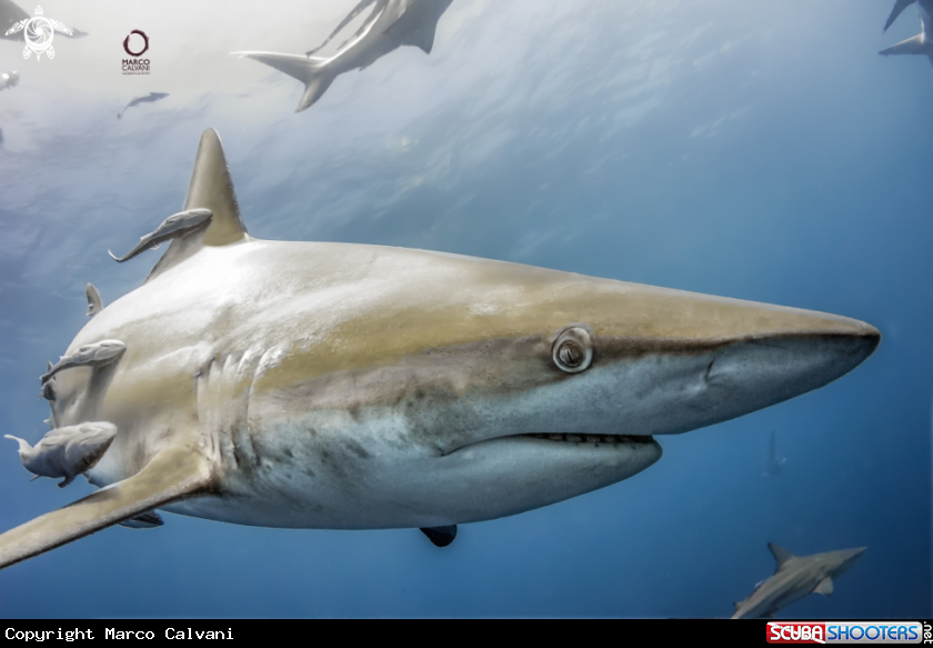A Black Tip full