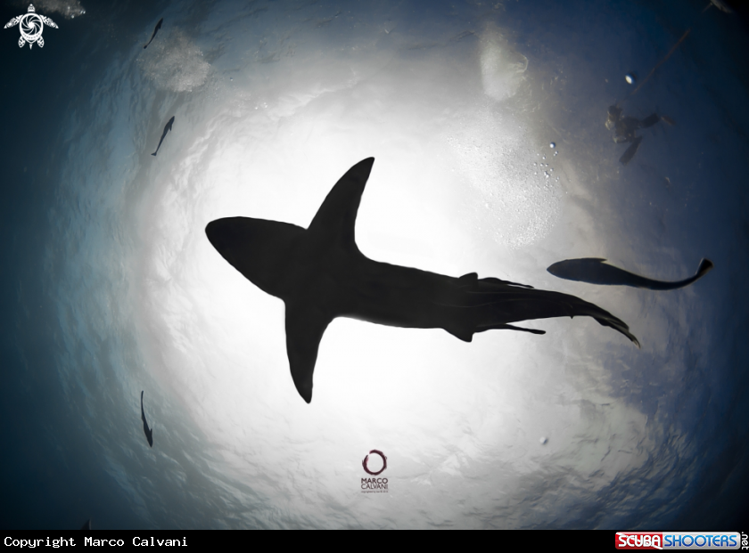 A Black Tip backlighted
