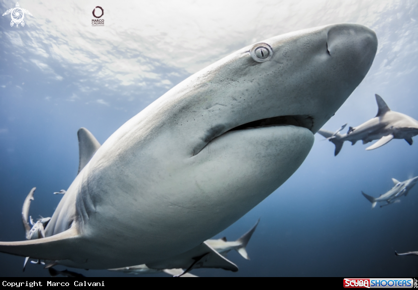 A Black Tip close up 2