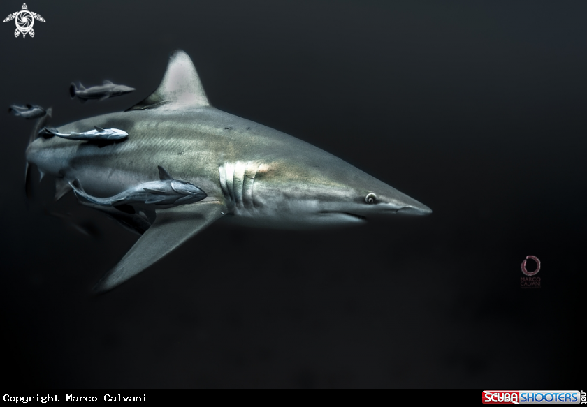 A Black Tip in the deep