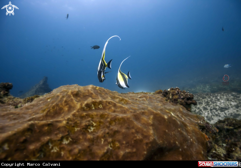 A Aliwal Shoal