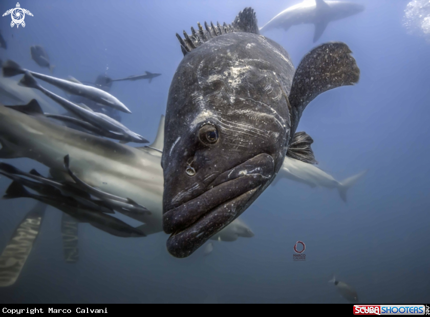 A Potato bass