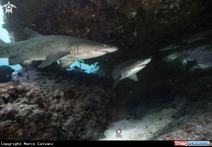 A Sand Tigers
