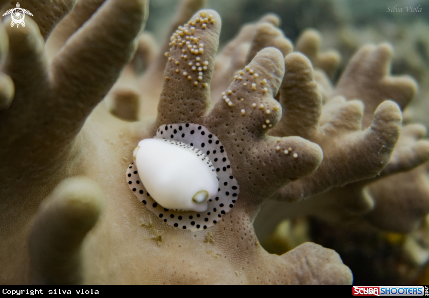 A Umbilical ovula