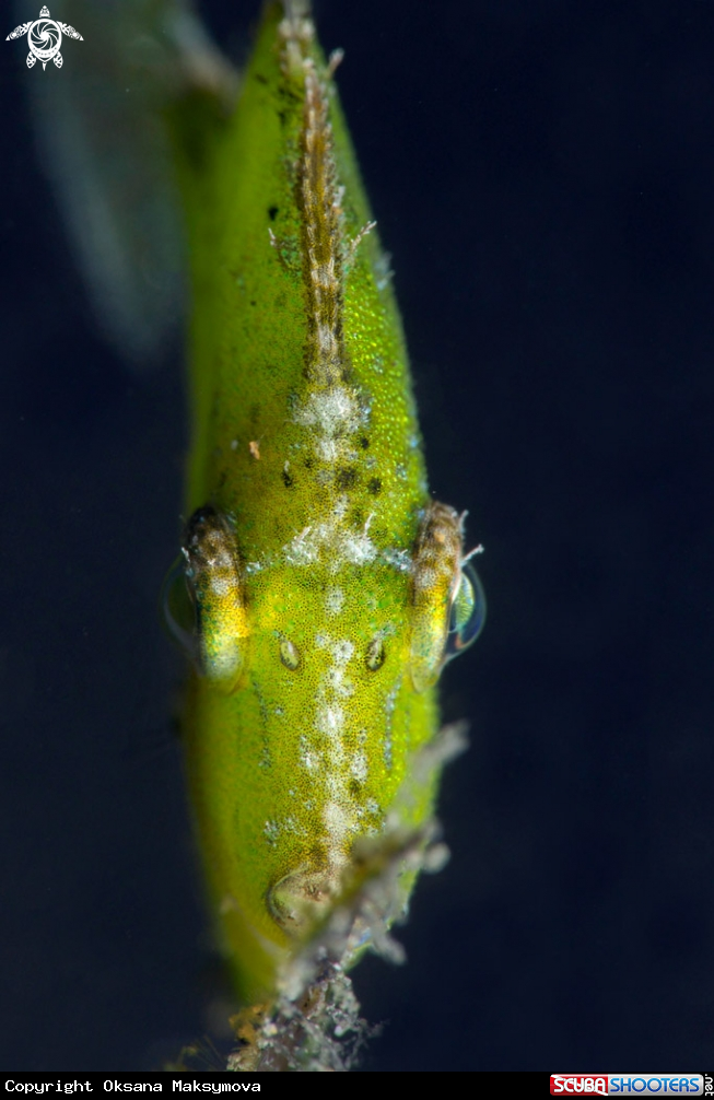 A Diamond File Fish