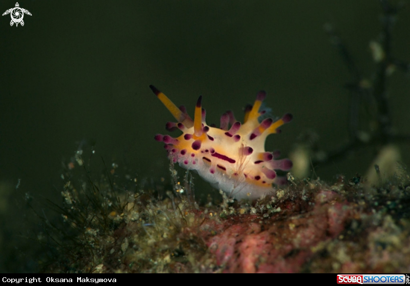 A  Aegires villosus