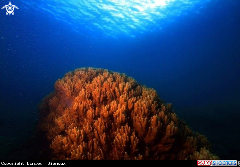 A Light Sea...Soft coral ,Mauritius,Republic of Mauritius