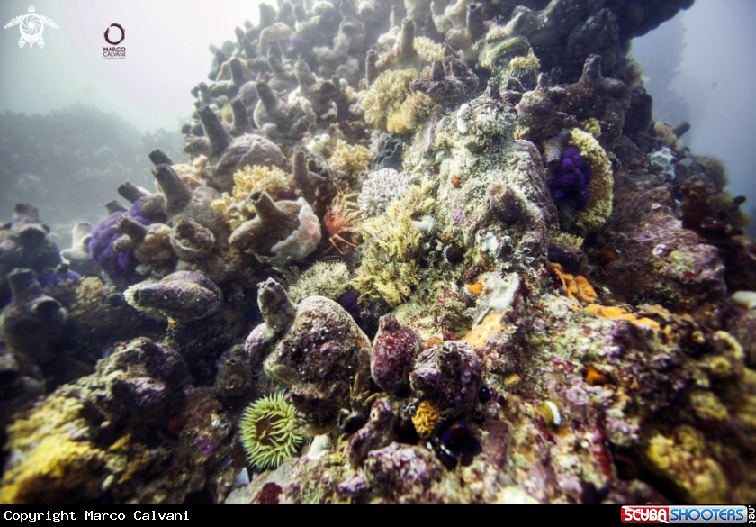 A Reef