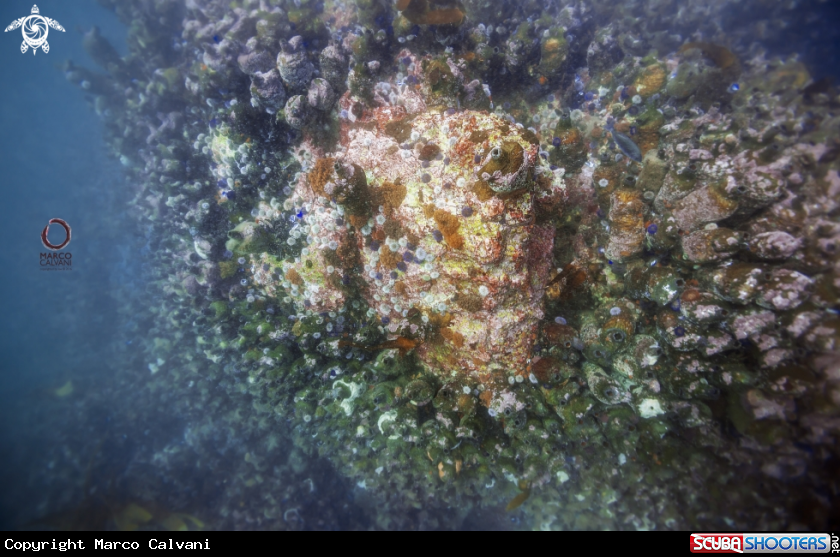 A Reef