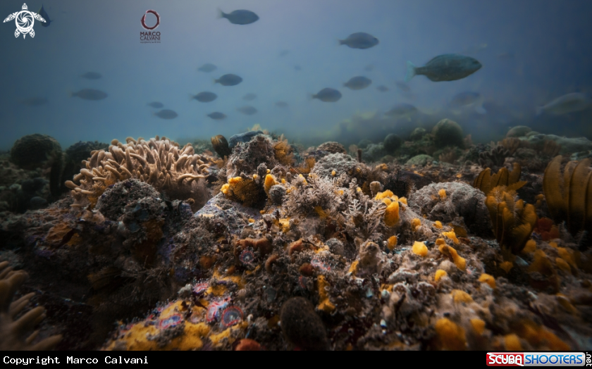 A Reef