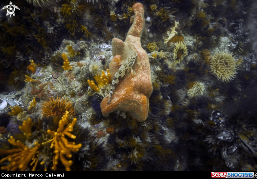 A Reef